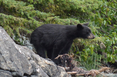 Black Bears can be seen on the beaches around Halibut Cove on our Kachemak Bay Boat Tours.