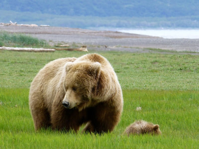 Sow & cubs in Katmai National Park. 
