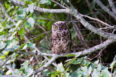 A juvenile Great Horned Owl sitting on a branch in a grove of Alders. 