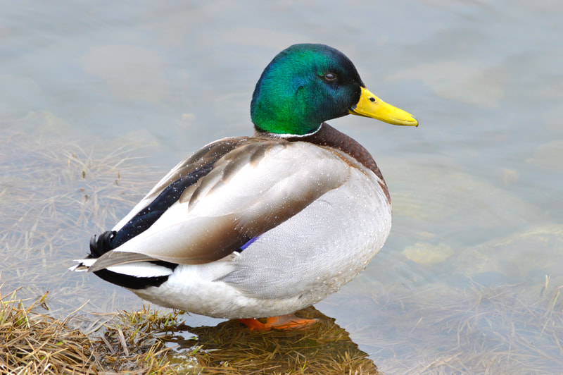 A beautiful close-up photo of a Mallard drake, showcasing the iridescent blue-green of his head, and water droplets on his back. 