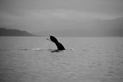 The tail of a Humpback whale rising out of the water as it dives back down in Kachemak Bay.