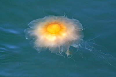 A large, bright yellow Lion's Mane jellyfish near the surface of the water in Halibut Cove, Alaska. 