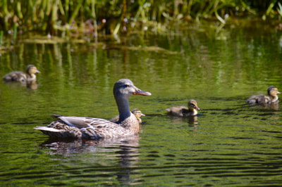 Mallard hen & ducklings floating on the green water of our habitat pond. 