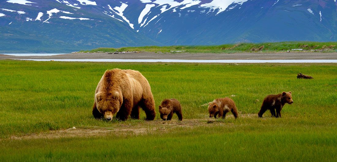 A brown bear sow with 3 cubs walking through a large expanse of sedge grasses on the Alaska Peninsula. A river and large, snow-capped mountains are in the background.