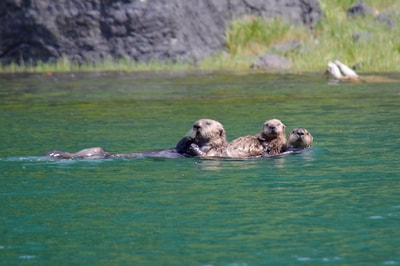 A small family of sea otters swimming along the surface of the green water in Kachemak Bay. 
