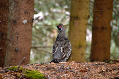A male Spruce Grouse sitting underneath some spruce trees on the lodge grounds.