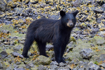Black Bear in Halibut Cove, Alaska.