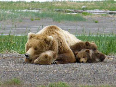 Sow & cubs resting in Katmai National Park.