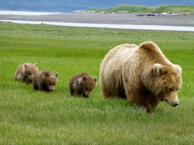 Bear Viewing in Katmai National Park.