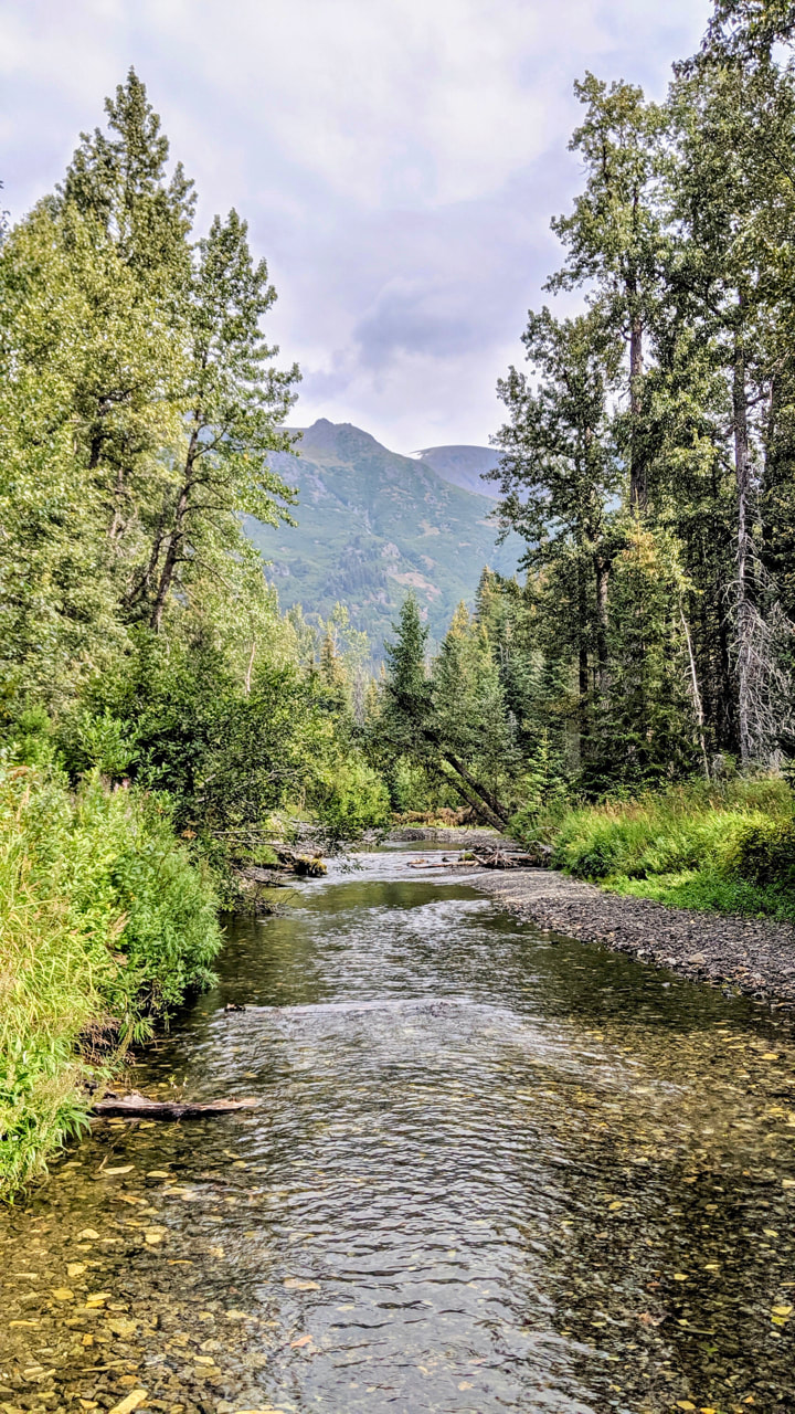 The view of a river running through the Kachemak Bay State Park, surrounded by trees and bushes with mountains in the background. 