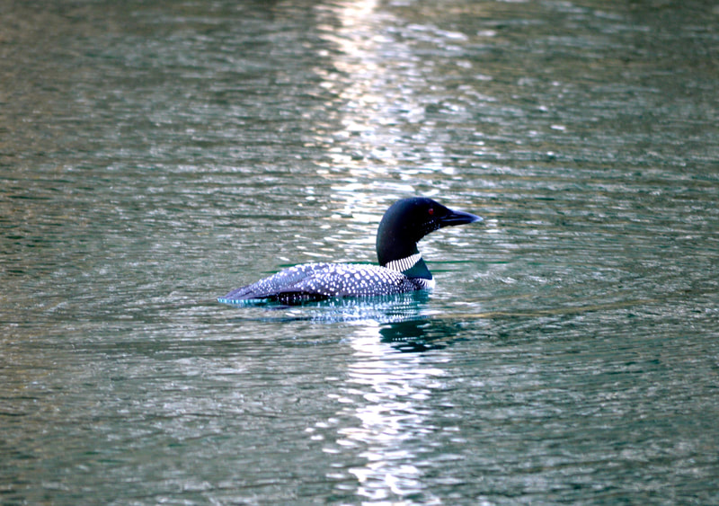A beautiful shot of a loon swimming in one of the mountain lakes in the State Park. 