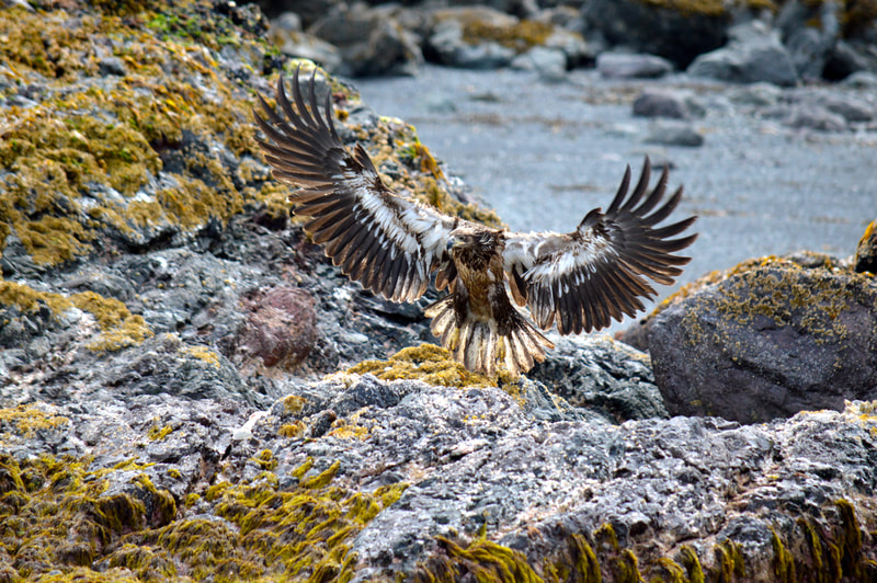 A juvenile bald eagle with very dramatic brown and white markings, and his wings spread wide, preparing to fly off of some large seaweed and barnacle-encrusted rocks. 