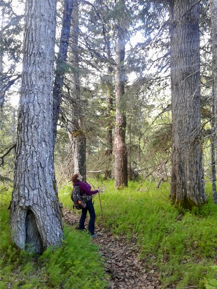 A woman leaning back to look at the top of a large cottonwood tree during a hike to Moose Valley. 