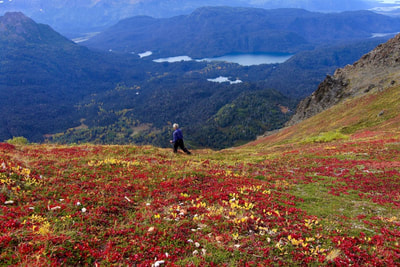 A hiker heading down from Alpine Ridge through a beautiful meadow of red and yellow wildflowers. 