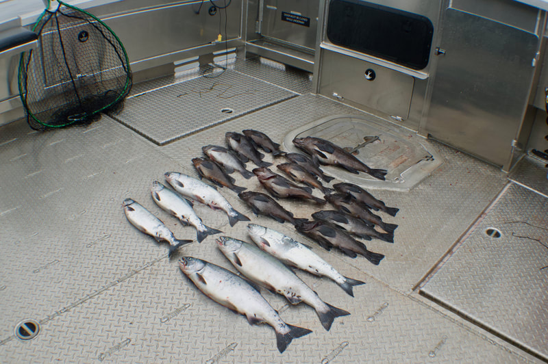 A large quantity of Salmon & Black Bass displayed after a successful day of fishing. 
